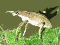 Sitona gressorius, Großer Lupinenblattrandkäfer