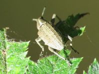 Sitona gressorius, Großer Lupinenblattrandkäfer