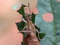 Sitona gressorius, Großer Lupinenblattrandkäfer