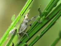 Sitona gressorius, Großer Lupinenblattrandkäfer