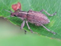 Sitona gressorius, Großer Lupinenblattrandkäfer
