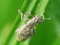 Sitona cf. lepidus