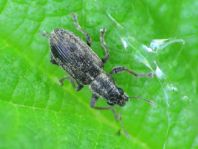 Sitona gressorius