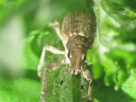 Sitona griseus, Gemeiner Lupinenblattrandkäfer
