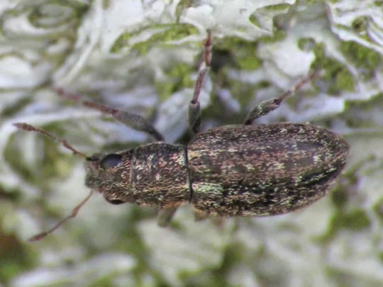 Sitona sp.