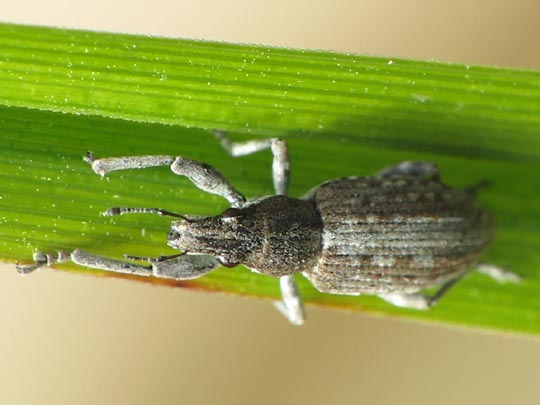 Sitona griseus, Gemeiner Lupinenblattrandkäfer