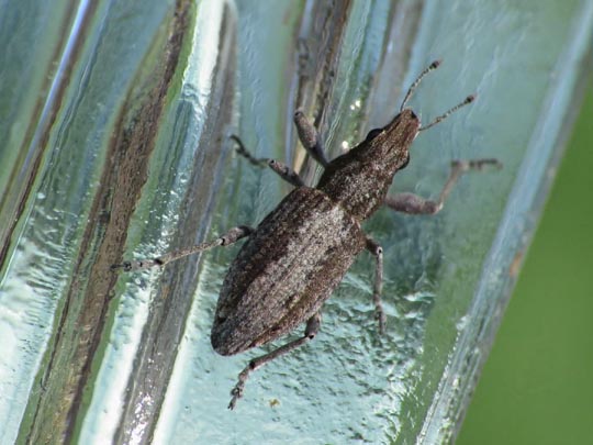 Sitona griseus, Gemeiner Lupinenblattrandkäfer