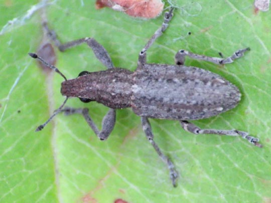 Sitona griseus, Gemeiner Lupinenblattrandkäfer
