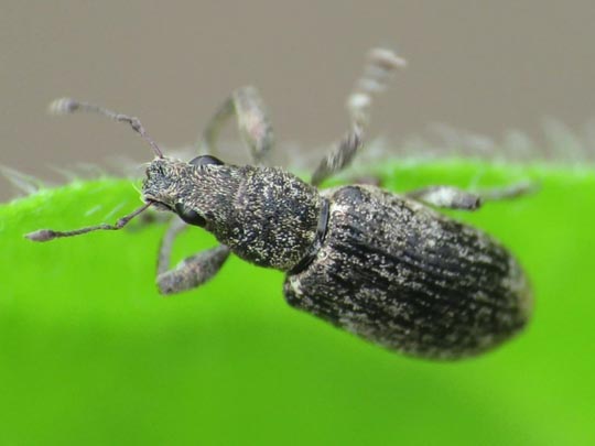 Sitona cf. lepidus