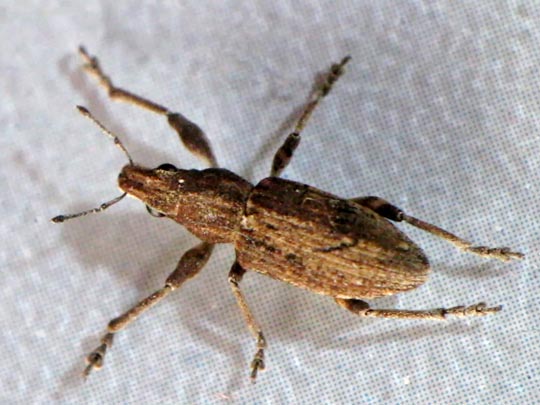 Sitona griseus, Gemeiner Lupinenblattrandkäfer
