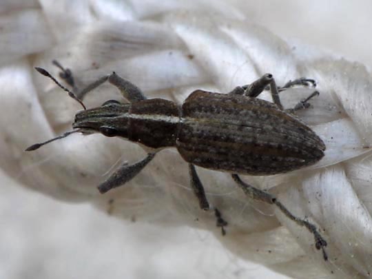 Sitona gressorius, Großer Lupinenblattrandkäfer