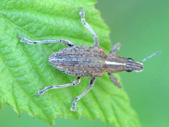 Sitona gressorius, Großer Lupinenblattrandkäfer