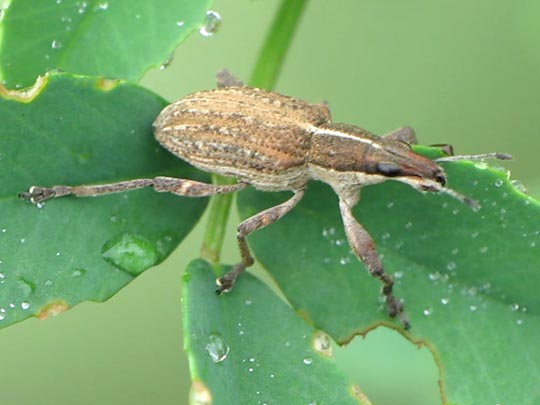 Sitona gressorius, Großer Lupinenblattrandkäfer