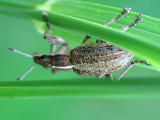 Sitona gressorius, Großer Lupinenblattrandkäfer