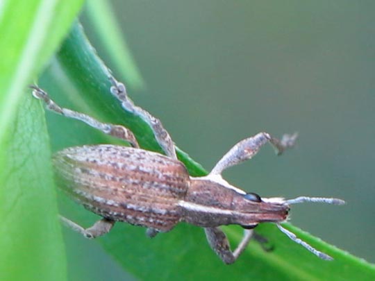 Sitona gressorius, Großer Lupinenblattrandkäfer