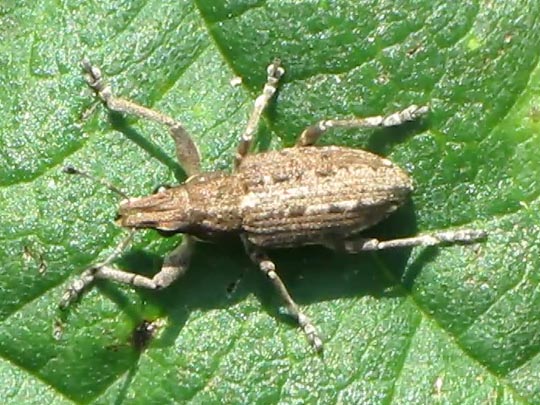 Sitona griseus, Gemeiner Lupinenblattrandkäfer