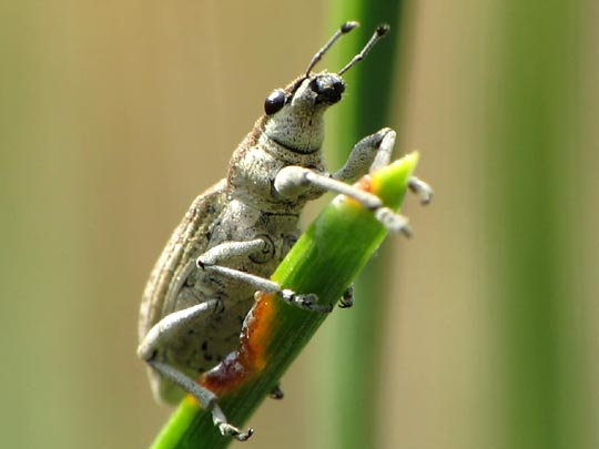Sitona griseus, Gemeiner Lupinenblattrandkäfer