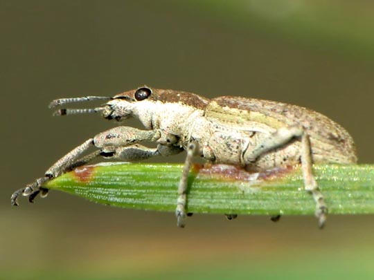 Sitona griseus, Gemeiner Lupinenblattrandkäfer