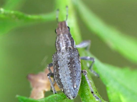Sitona griseus, Gemeiner Lupinenblattrandkäfer