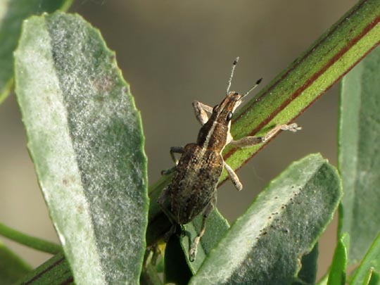 Sitona gressorius, Großer Lupinenblattrandkäfer
