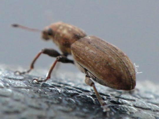 Sitona