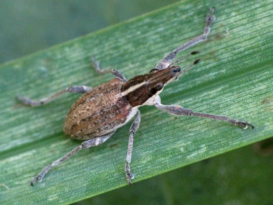 Sitona gressorius, Großer Lupinenblattrandkäfer