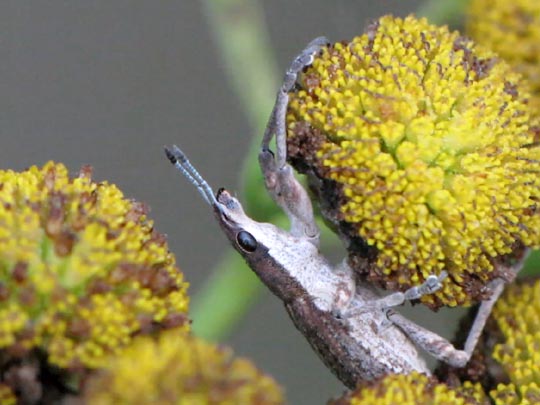 Sitona gressorius, Großer Lupinenblattrandkäfer