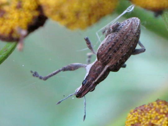 Sitona gressorius, Großer Lupinenblattrandkäfer
