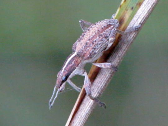 Sitona gressorius, Großer Lupinenblattrandkäfer