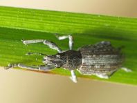 Sitona griseus, Gemeiner Lupinenblattrandkäfer