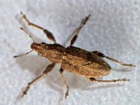 Sitona griseus, Gemeiner Lupinenblattrandkäfer