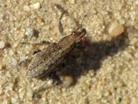 Sitona griseus, Gemeiner Lupinenblattrandkäfer