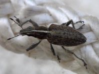 Sitona gressorius, Großer Lupinenblattrandkäfer