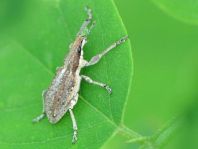 Sitona griseus, Gemeiner Lupinenblattrandkäfer