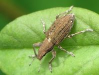 Sitona griseus, Gemeiner Lupinenblattrandkäfer