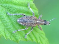 Sitona gressorius, Großer Lupinenblattrandkäfer