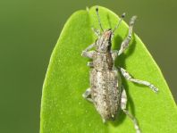 Sitona griseus, Gemeiner Lupinenblattrandkäfer