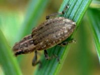Sitona puncticollis