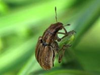 Sitona puncticollis