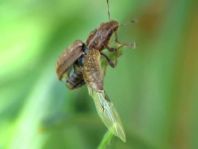 Sitona puncticollis