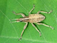 Sitona gressorius, Großer Lupinenblattrandkäfer