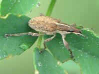 Sitona gressorius, Großer Lupinenblattrandkäfer