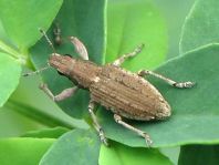 Sitona griseus, Gemeiner Lupinenblattrandkäfer