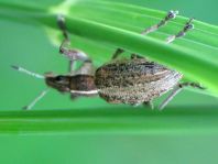 Sitona gressorius, Großer Lupinenblattrandkäfer