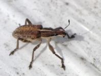 Sitona gressorius, Großer Lupinenblattrandkäfer