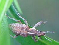 Sitona gressorius, Großer Lupinenblattrandkäfer