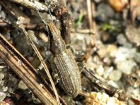 Sitona griseus, Gemeiner Lupinenblattrandkäfer
