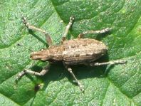 Sitona griseus, Gemeiner Lupinenblattrandkäfer