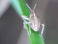 Sitona gressorius, Großer Lupinenblattrandkäfer