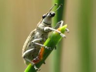 Sitona griseus, Gemeiner Lupinenblattrandkäfer